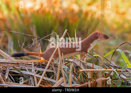 Ermellino, ermellino, corto-tailed donnola (Mustela erminea), da the Waterside, in Germania, in Baviera Foto Stock