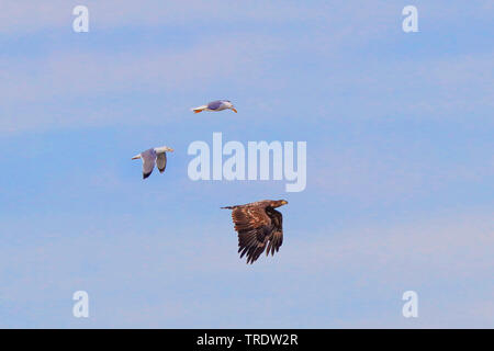 White-tailed sea eagle (Haliaeetus albicilla), è attaccato da giallo-gambe gabbiani in volo, vista laterale, in Germania, in Baviera, il Lago Chiemsee Foto Stock