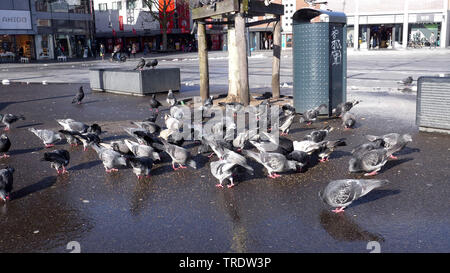 Il piccione domestico (Columba livia f. domestica), colombi selvatici sui mangimi nella città, Germania Foto Stock