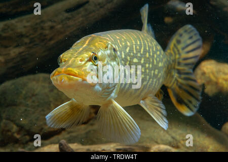 Pike, northern luccio (Esox lucius), piscina, vista frontale, Germania Foto Stock