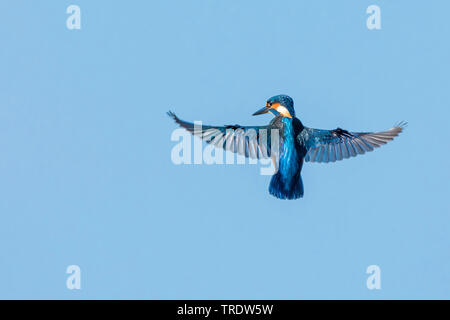 Fiume kingfisher (Alcedo atthis), cerca di pesci Foraggio in volo di Hoover, vista posteriore, in Germania, in Baviera Foto Stock