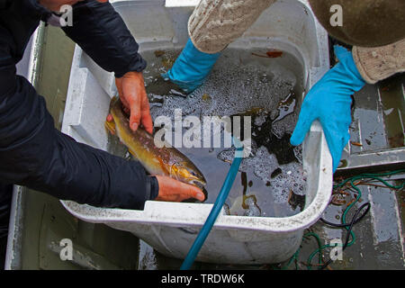 La trota fario trota di fiume, trota di fiume (Salmo trutta fario), varietà autoctone dal fiume Dorfen, per lo stoccaggio con la RFI, in Germania, in Baviera, Prien Prien, Foto Stock