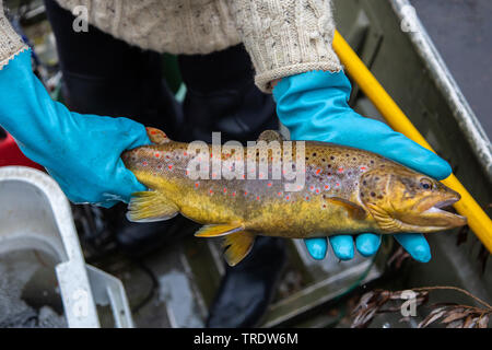 La trota fario trota di fiume, trota di fiume (Salmo trutta fario), varietà autoctone dal fiume Dorfen, per lo stoccaggio con la RFI, in Germania, in Baviera, Prien Prien, Foto Stock