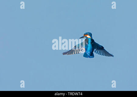 Fiume kingfisher (Alcedo atthis), cerca di pesci Foraggio in volo di Hoover, vista posteriore, in Germania, in Baviera Foto Stock