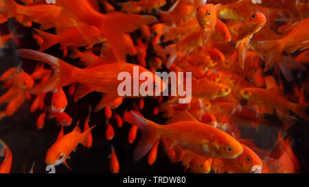 Goldfish, carpa comune (Carassius auratus), in piscina Foto Stock