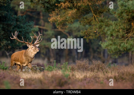 Il cervo (Cervus elaphus), maschio, Paesi Bassi Foto Stock