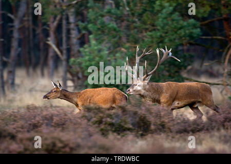 Il cervo (Cervus elaphus), feste di addio al celibato a seguito di una zampa posteriore, Paesi Bassi Foto Stock