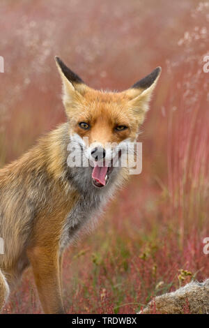 Red Fox (Vulpes vulpes vulpes), sbadigli, Paesi Bassi Foto Stock