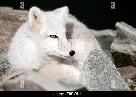 Volpe Artica, volpe polare (Alopex lagopus, Vulpes lagopus), in cappotto, riposo, Norvegia, Dovrefjell Sunndalsfjella Parco Nazionale Foto Stock