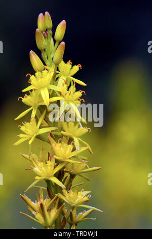 Bog asphodel (Narthecium ossifragum), infiorescenza, Paesi Bassi Foto Stock