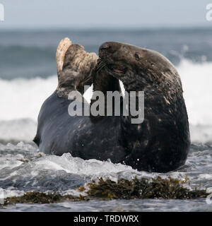 Guarnizione grigio (Halichoerus grypus), sulla costa rocciosa, Paesi Bassi Foto Stock