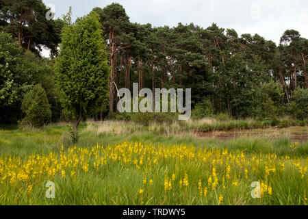 Bog asphodel (Narthecium ossifragum), che fiorisce in un prato, Paesi Bassi, Buurserzand Foto Stock