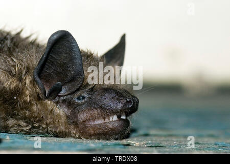 Subedema bat, big brown bat, setoso bat (Eptesicus serotinus), testa, Paesi Bassi Foto Stock