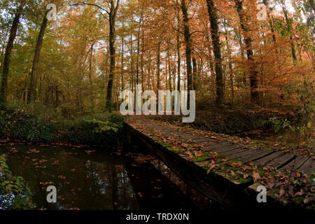 Ponte di legno nella foresta di autunno, Paesi Bassi Overijssel, Landgoed Weldam, Hof van Twente Foto Stock