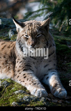 Eurasian (Lynx Lynx lynx), che poggiano su una roccia di muschio, vista laterale, in Germania, in Baviera, il Parco Nazionale della Foresta Bavarese Foto Stock