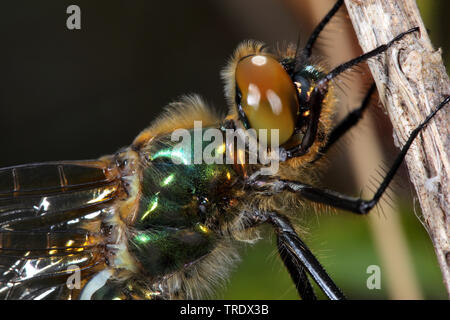 Roverella (smeraldo Cordulia aenea), femmina, ritratto, Germania Foto Stock