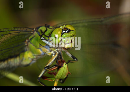 Libellula a serpentina, Verde Snaketail (Ophiogomphus serpentinus, Ophiogomphus cecilia), ritratto, Germania Foto Stock