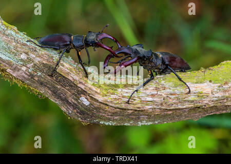 Stag beetle, Europeo stag beetle (lucanus cervus), due maschi combattere su un ramo, Germania Foto Stock