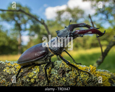 Stag beetle, Europeo stag beetle (lucanus cervus), seduto su un ramo, Germania Foto Stock