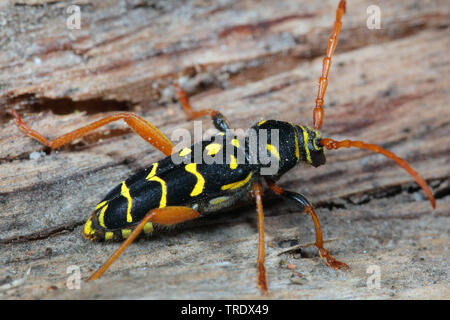 Giallo-piegò longhorn beetle (Plagionotus arcuatus, Clytus arcuatus), seduti su legno, Germania Giallo-piegò longhorn beetle (Plagionotus arcuatus, Clytus arcuatus), seduti su legno, Germania