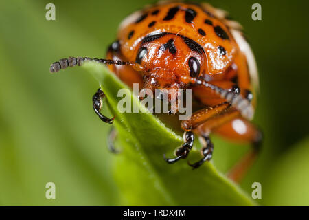 Il Colorado potato beetle, Colorado beetle, potato beetle (Leptinotarsa decemlineata), ritratto, Germania Foto Stock