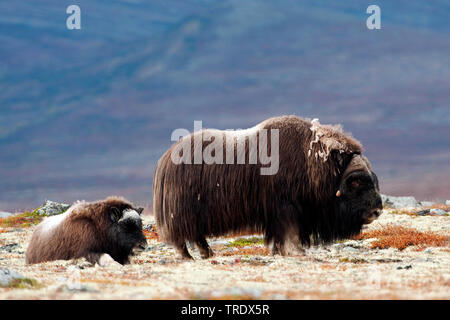 Muskox (Ovibos moschatus), mucca con vitello nella tundra, vista laterale, Norvegia, Sunndalsfjella Dovrefjell National Park, Kongsvold Foto Stock