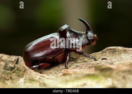 Europeo di scarabeo rinoceronte (Oryctes nasicornis), seduti su legno, Paesi Bassi, Gelderland Foto Stock