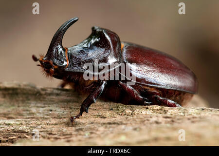 Europeo di scarabeo rinoceronte (Oryctes nasicornis), seduti su legno, Paesi Bassi, Gelderland Foto Stock