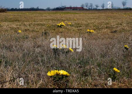 La molla di Adone (Adonis vernalis), che fiorisce in riserva Garchinger Heide, in Germania, in Baviera, Alta Baviera, Baviera superiore Foto Stock