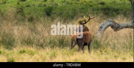 Il cervo (Cervus elaphus), feste di addio al celibato con erba sulle corna, Paesi Bassi Foto Stock