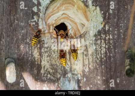 Hornet, marrone hornet, Europeo hornet (Vespa crabro), entrata in un appiccicoso il foro di entrata di una scatola di nido, in Germania, in Baviera, Alta Baviera, Baviera superiore Foto Stock