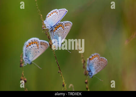 Idas Blu, Blu settentrionale (Plebejus idas, Plebeius idas), gruppo dormono in erba, Austria, Tirolo Foto Stock