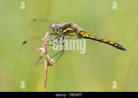 Sympetrum nero, nero darter (Sympetrum danae), riposo femmina, in Germania, in Baviera, Alta Baviera, Baviera superiore Foto Stock