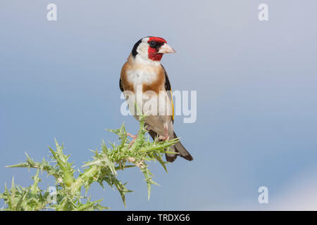 Eurasian cardellino (Carduelis carduelis balcanica, Carduelis balcanica), maschio adulto su un cardo, Croazia Foto Stock