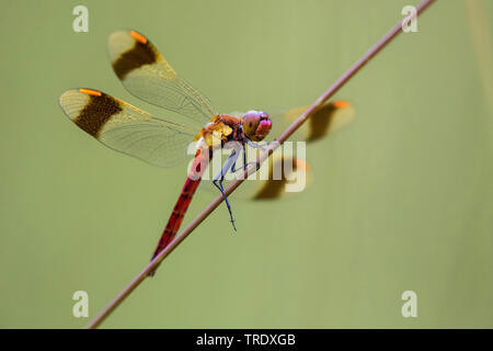 Nastrare sympetrum, nastrati darter (Sympetrum pedemontanum), maschio, in Germania, in Baviera, Alta Baviera, Baviera superiore Foto Stock