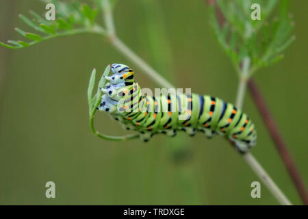 Coda forcuta (Papilio machaon), alimentazione caterpillar sul latte-Prezzemolo, in Germania, in Baviera, Alta Baviera, Baviera superiore Foto Stock
