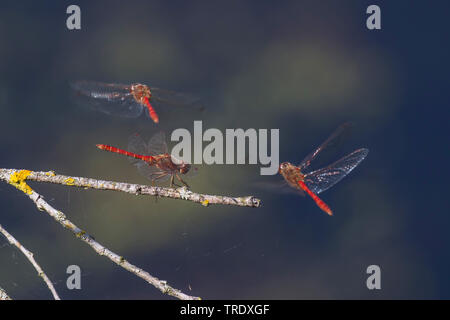 Vagrant sympetrum (Sympetrum vulgatum), uomini lottano per la vedetta, in Germania, in Baviera, Niederbayern, Bassa Baviera Foto Stock