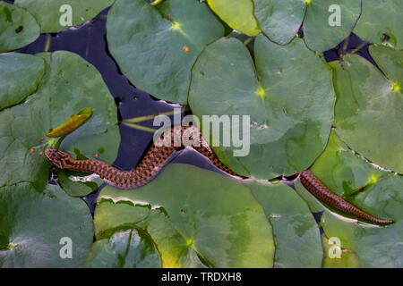 Il sommatore, comune viper, comune europea, Viper Viper comune (Vipera berus), giovane animale nuotare in un laghetto, vista da sopra, in Germania, in Baviera, Oberpfalz Foto Stock