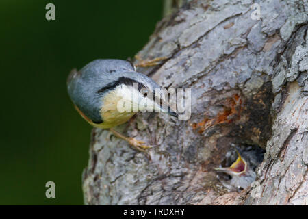 Eurasian picchio muratore (Sitta europaea caesia, Sitta caesia), Adulto alimentazione di un pulcino, Germania Foto Stock