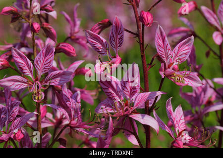Roveto ardente, Dittany (Dictamnus albus), fiori, in Germania, in Baviera Foto Stock