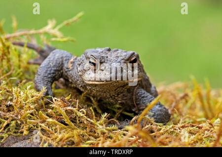 Europeo di rospo comune (Bufo bufo), seduti su MOSS, Germania Foto Stock