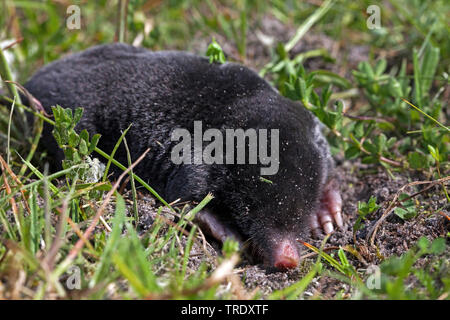 Unione mole, comune mole, Northern mole (Talpa europaea), morto mole su un prato, Paesi Bassi, Lauwersmeer Parco Nazionale Foto Stock