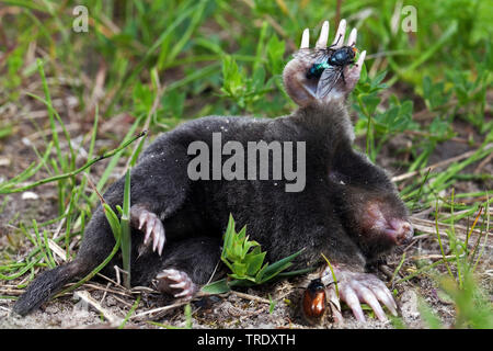 Unione mole, comune mole, Northern mole (Talpa europaea), morto mole con mosche, Paesi Bassi, Lauwersmeer Parco Nazionale Foto Stock