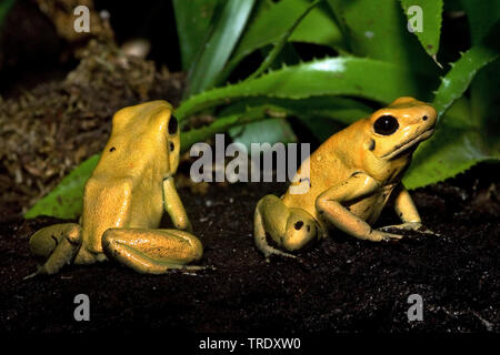 Golden poison frog, rana dorata, golden freccia velenosa rana, golden dart (rana Phyllobates terribilis), Paesi Bassi Foto Stock