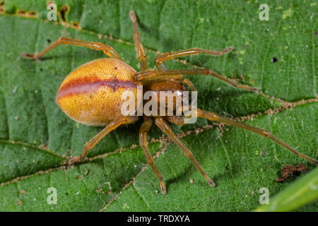 Sac spider (Cheiracanthium erraticum), seduta su una foglia, Germania Foto Stock