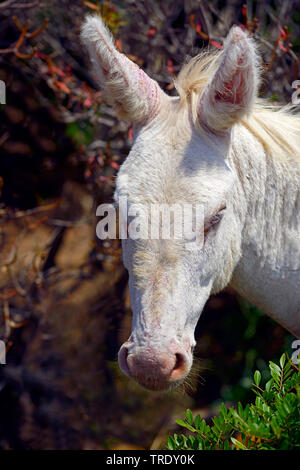 Asino domestico (Equus asinus asinus), asinello albino, ritratto, Italia Sardegna Foto Stock