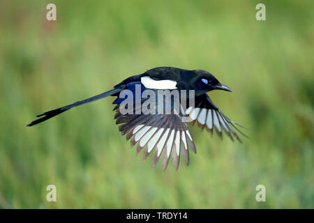 Nero-fatturati gazza (Pica pica), in volo, Marocco Foto Stock