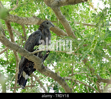 Oriental falco pecchiaiolo (Pernis ptilorhynchus orientalis, Pernis orientalis), maschile seduto su un albero, India Rajasthan Foto Stock