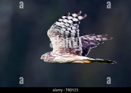 Albanella reale (Circus cyaneus), femmina adulta in volo, Finlandia, Hanko Foto Stock