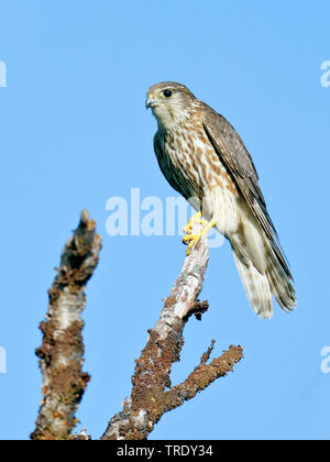 Merlin (Falco columbarius), seduta sul ceppo di albero, Finlandia e Lapponia Foto Stock